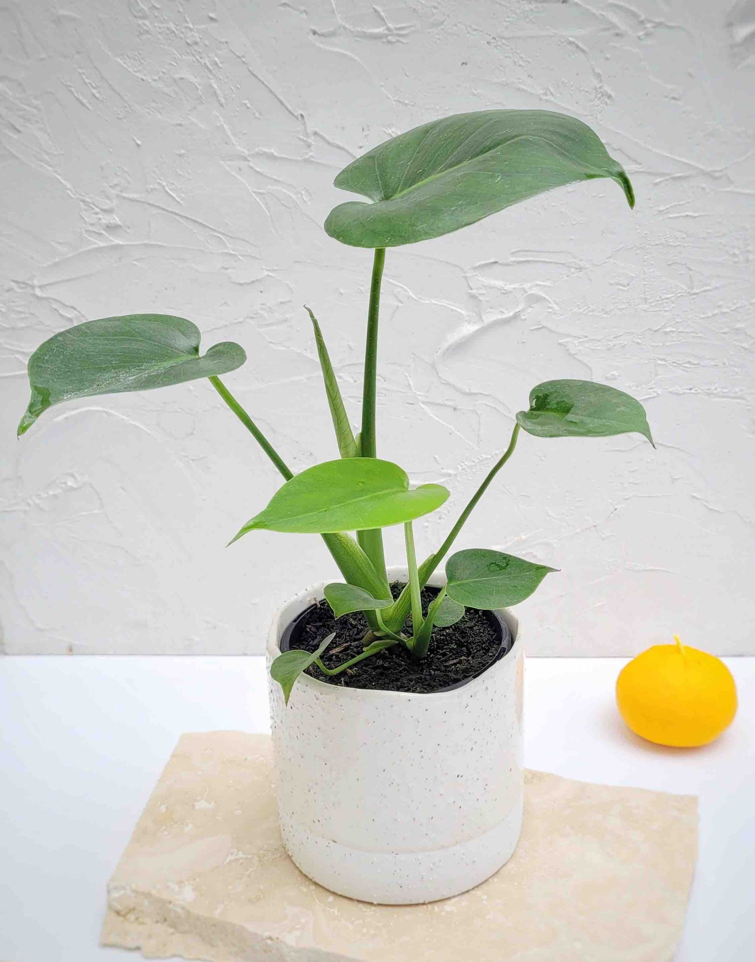 Philodendron Plant