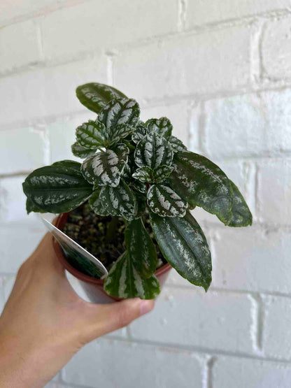 Pilea Plant