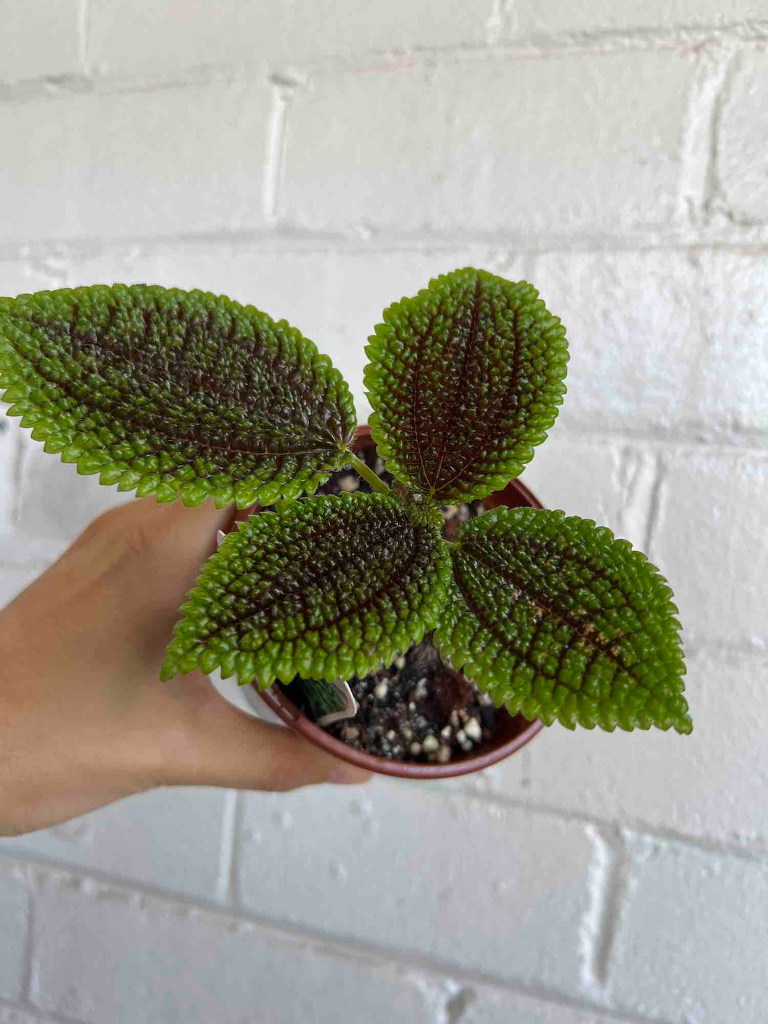 Pilea Plant