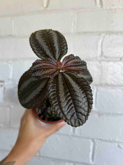 Pilea Plant