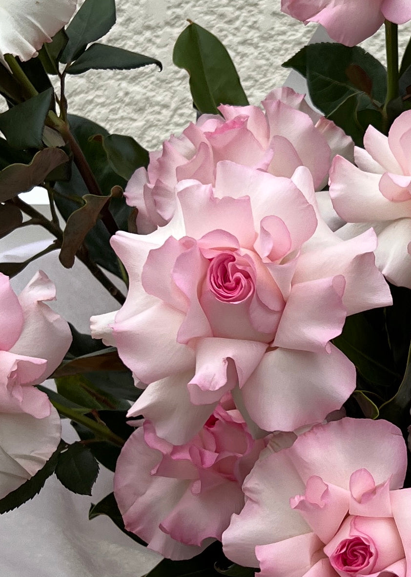 Close-up of light pink flowers with green leaves on a textured wall background