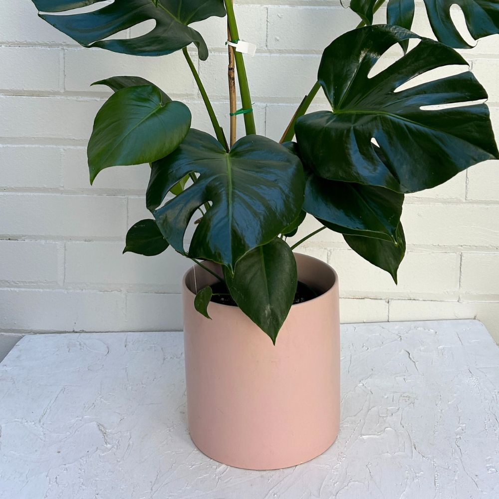 Plain Ceramic Planter Pot