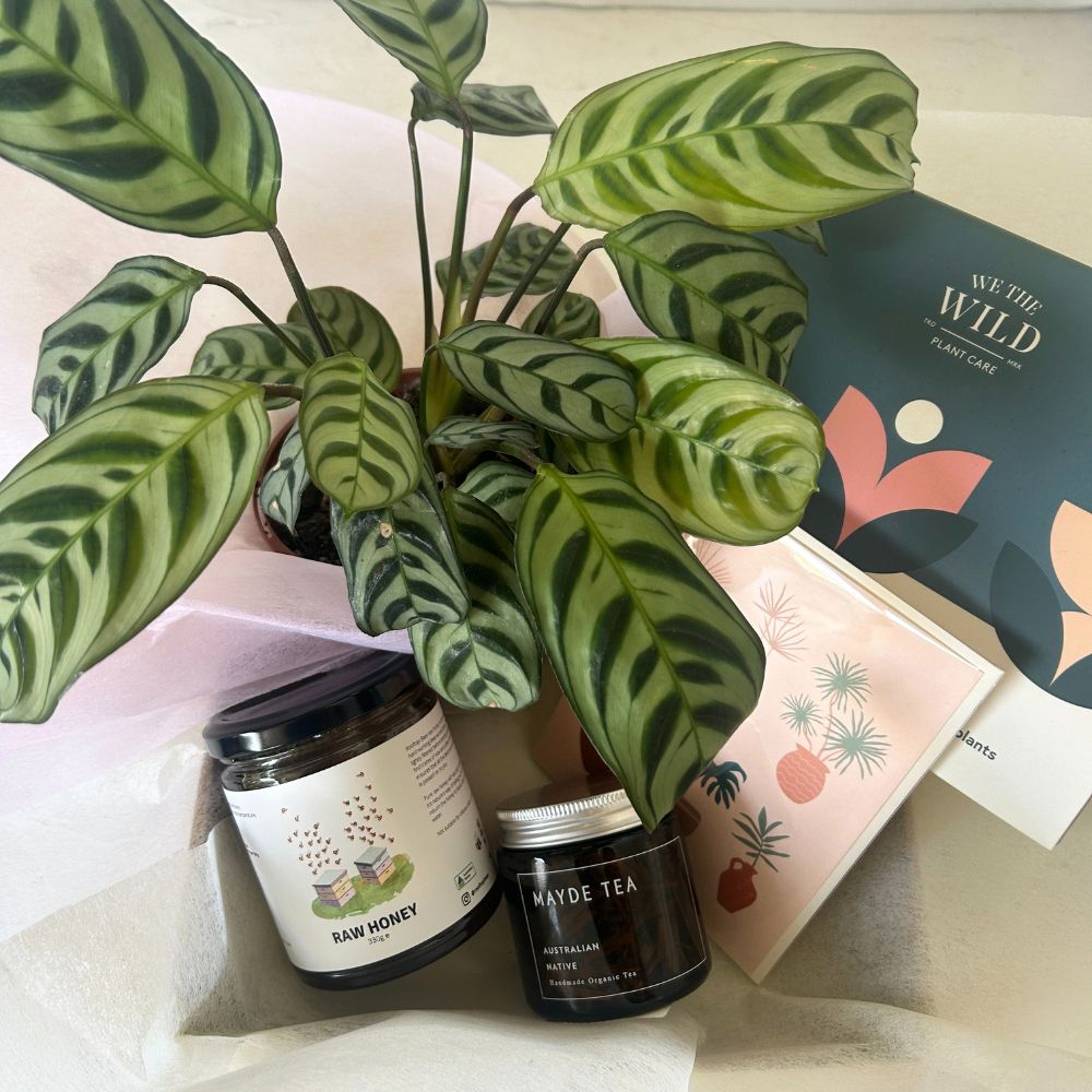 Plant Lover Gift Hamper