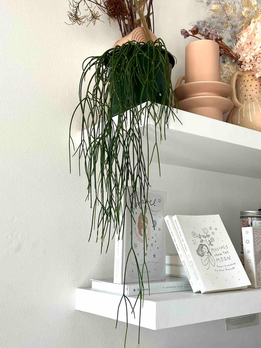 Rhipsalis Plant