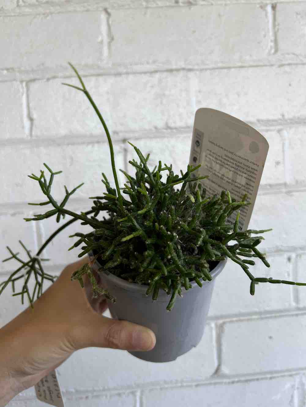 Rhipsalis Plant