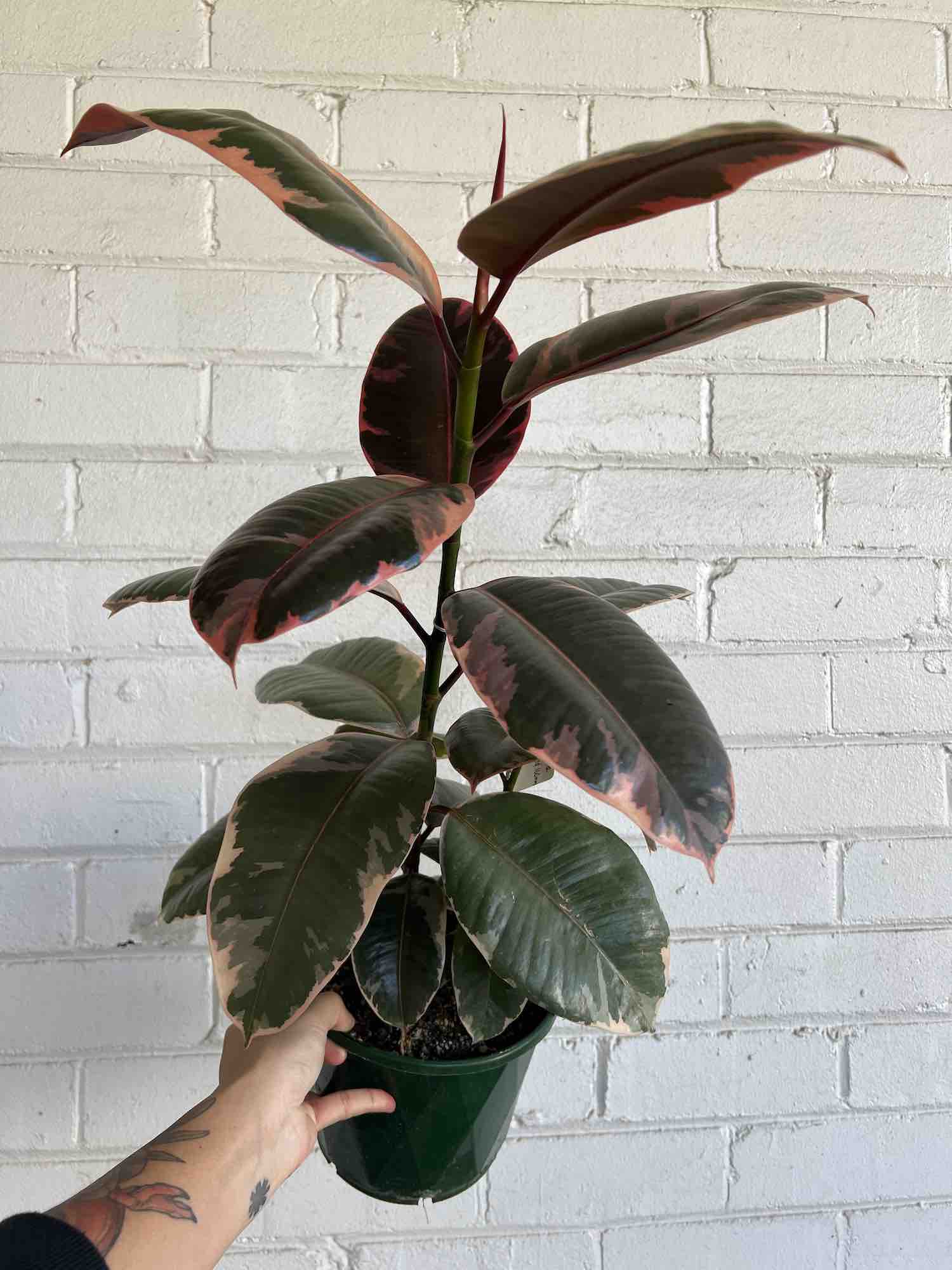 Rubber Plant