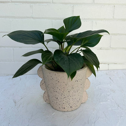 Scalloped Cement Planter Pot