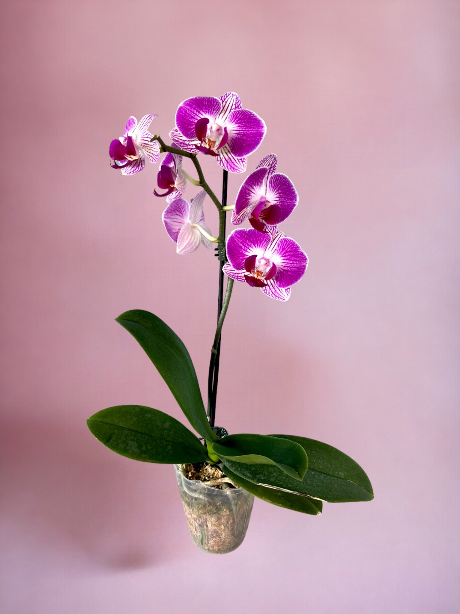 Phalaenopsis Orchid Small Pot Plant