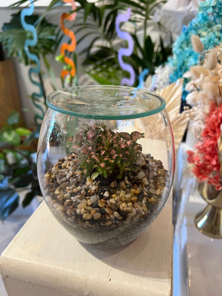 Glass Pebble Terrarium by Forest Life