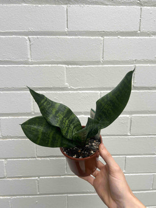 Snake Plant