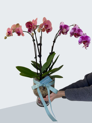 Special Phalaenopsis Orchid Plant Gift in Glass Vase