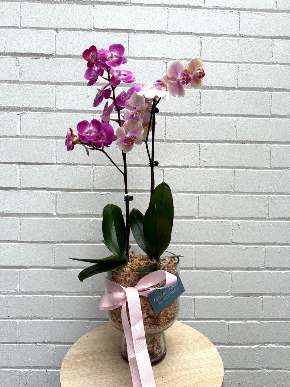 Special Phalaenopsis Orchid Plant Gift in Glass Vase