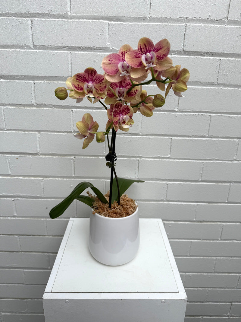 standard orchid gift colour sydney delivery