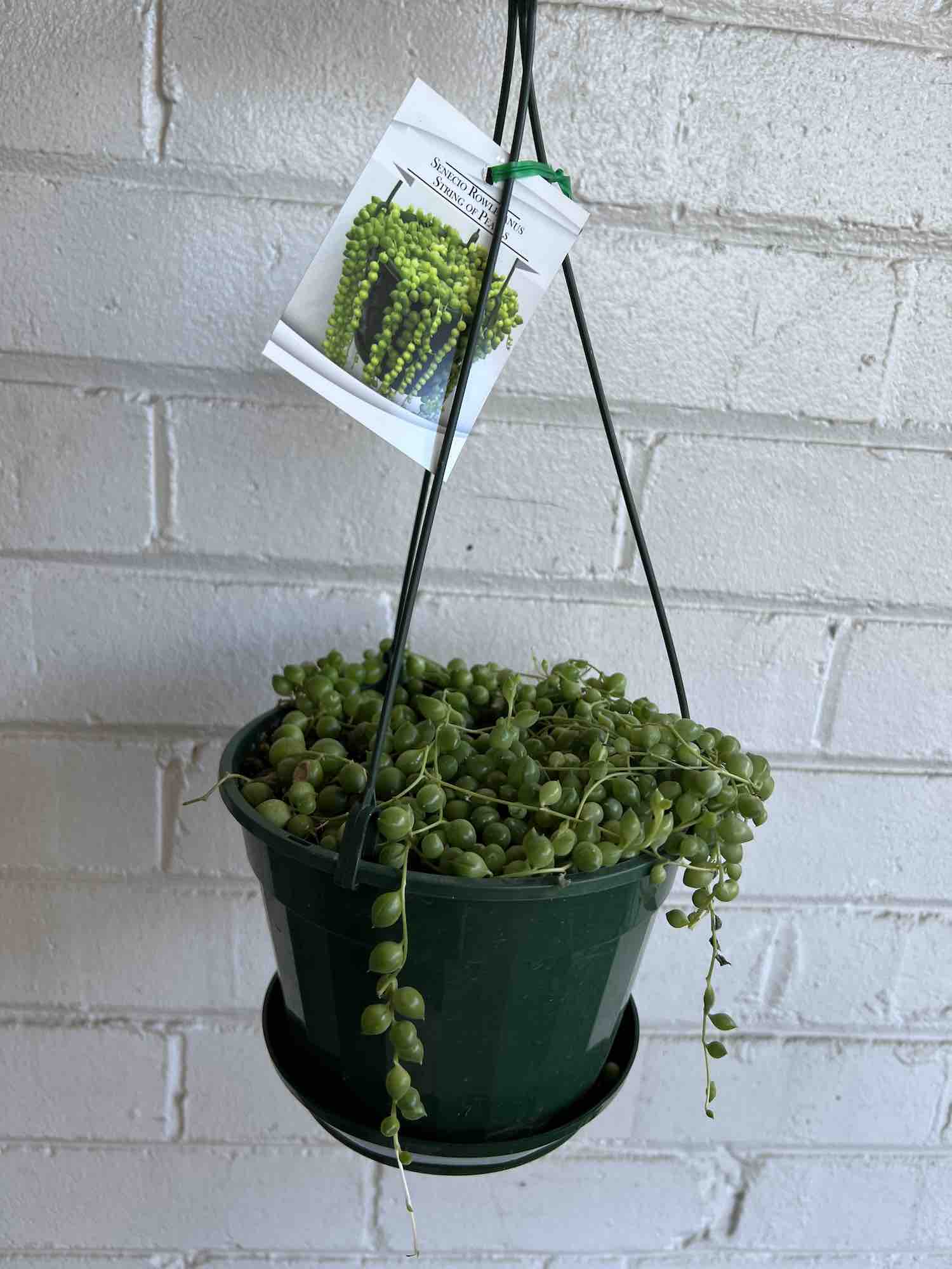 String of Pearls Plant