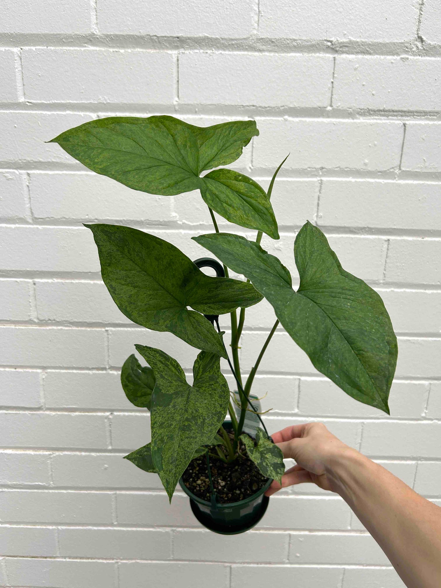 Syngonium Plant