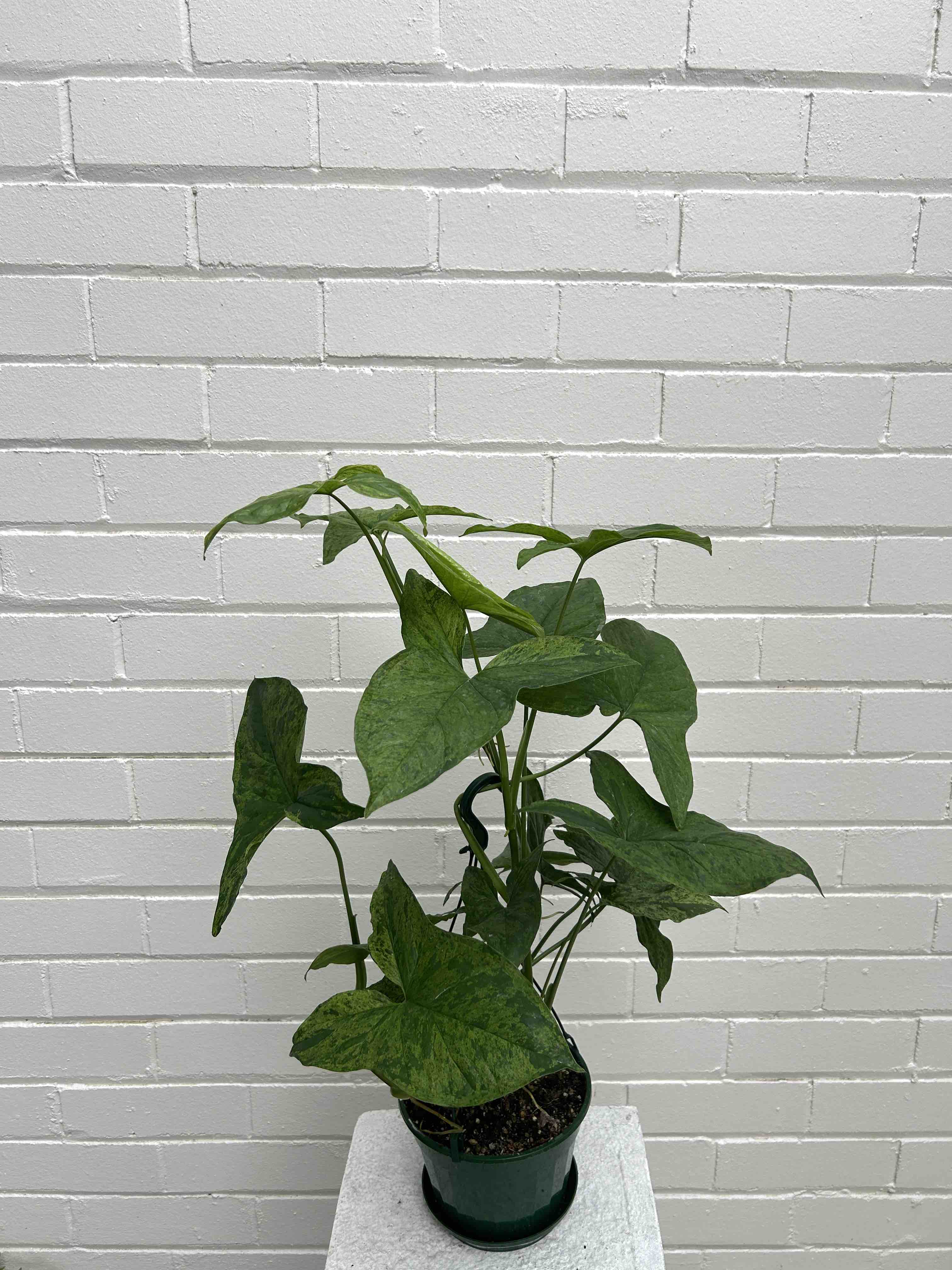 Syngonium Plant