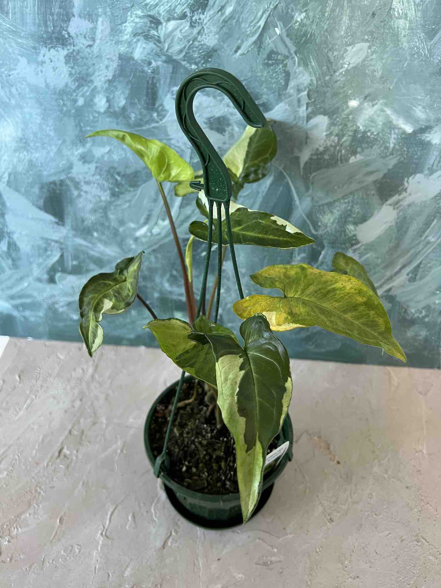 Syngonium Plant