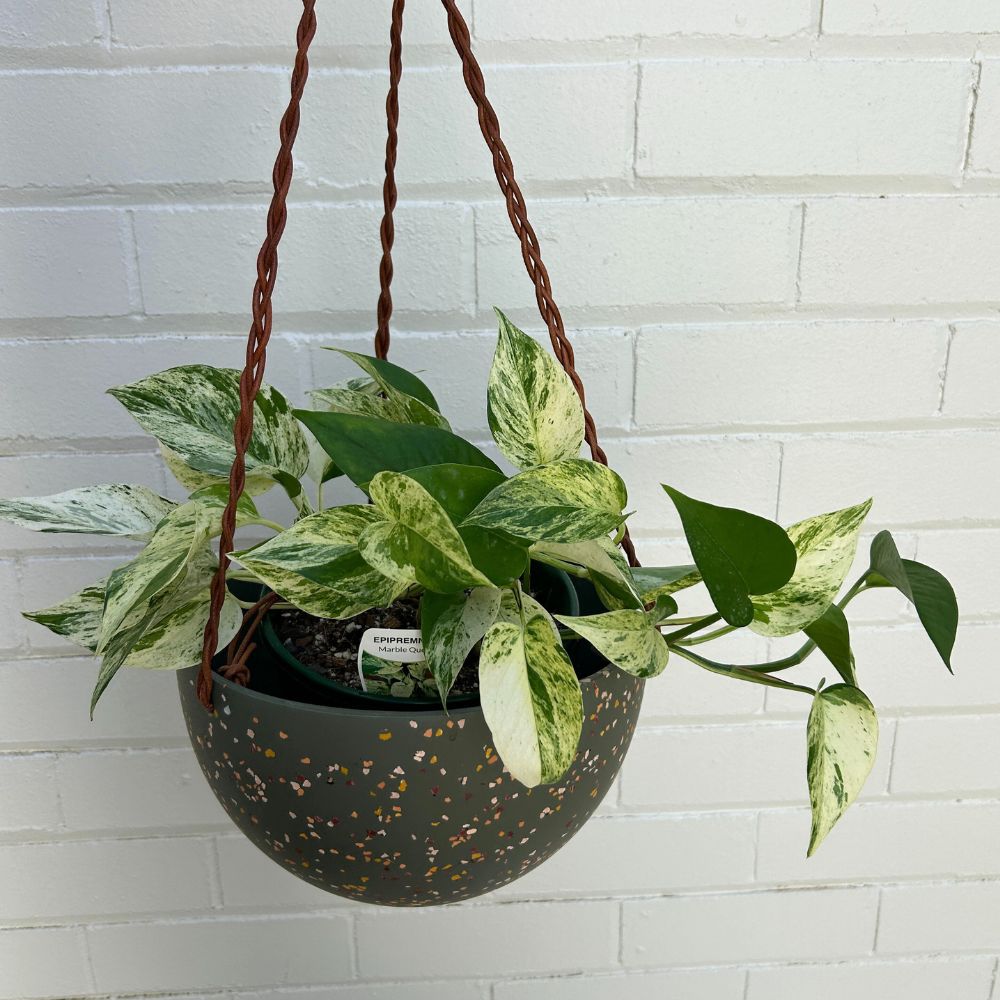 Terrazzo Dome Hanging Pot by Capra Designs