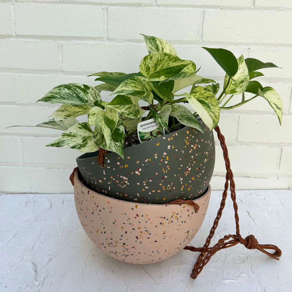 Terrazzo Dome Hanging Pot by Capra Designs