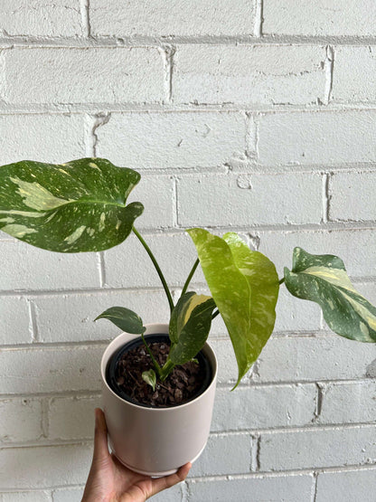 Monstera Thai Constellation RARE Plant