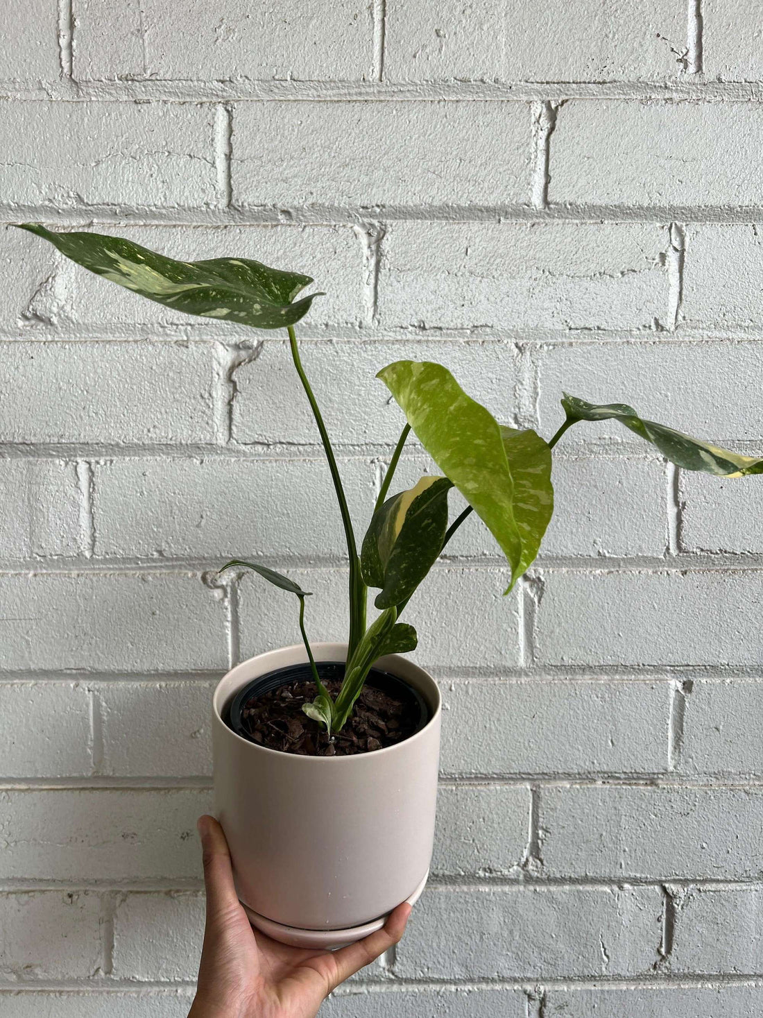 Monstera Thai Constellation RARE Plant