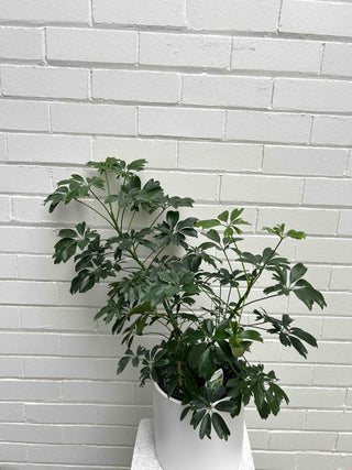 Umbrella Pot Plant