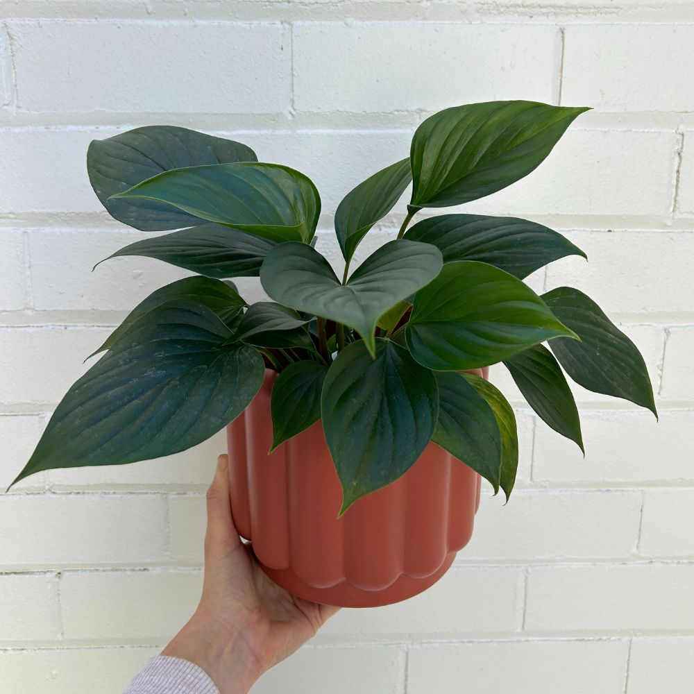 Vienna Medium Planter Pot