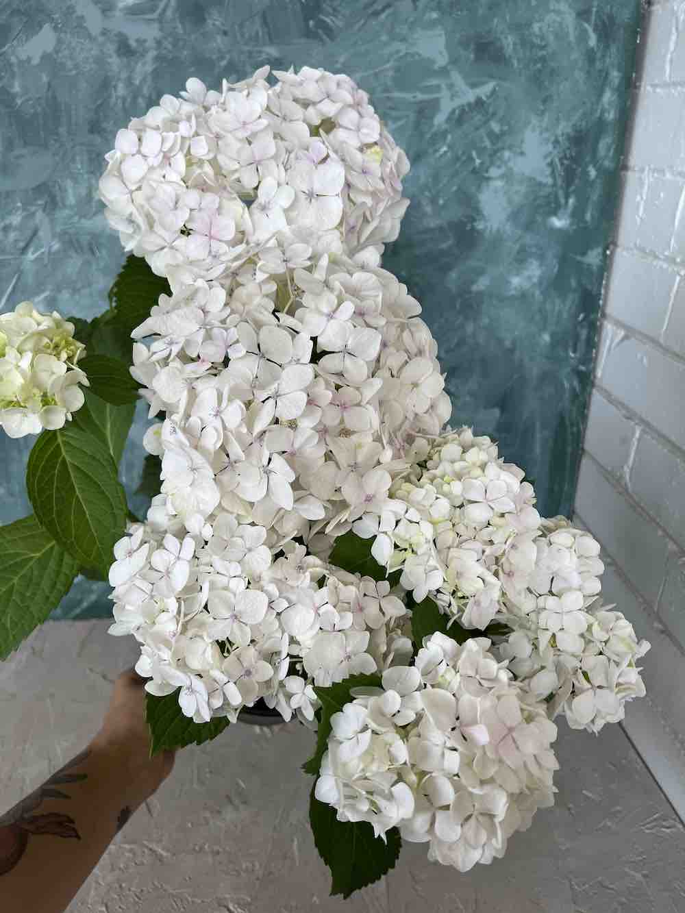 Hydrangea Plant