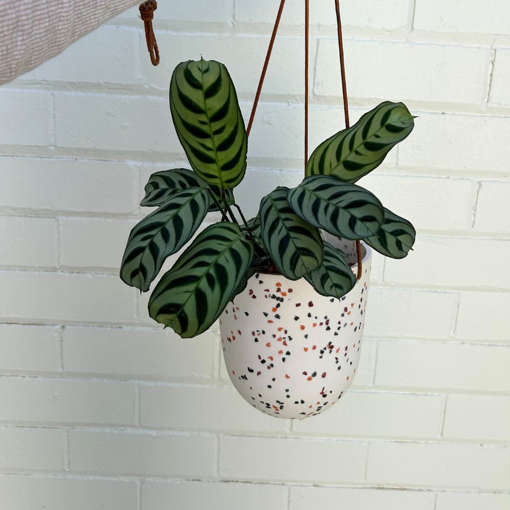 White Terrazzo Hanging Pot by Capra Designs