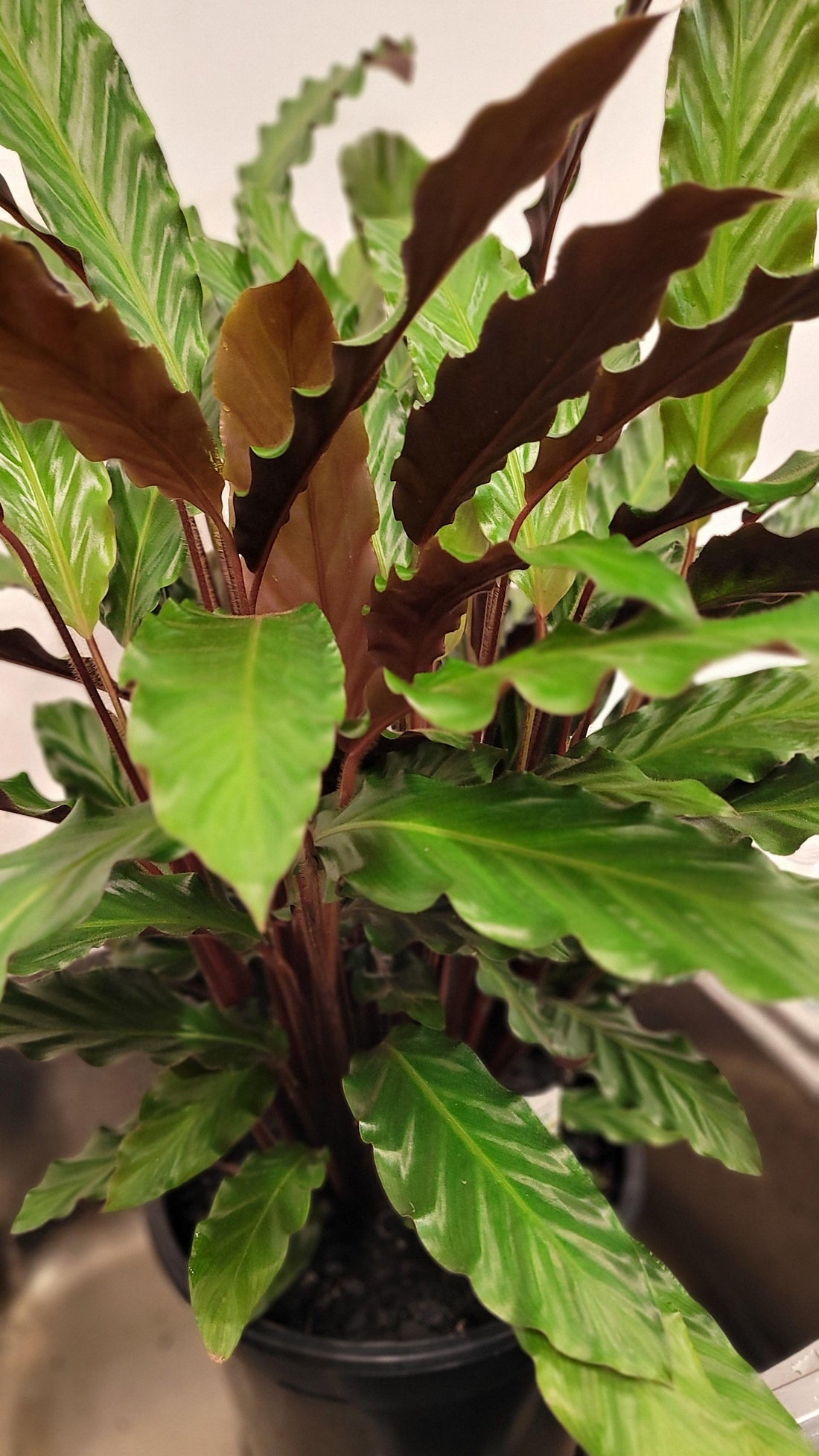 Calathea Large Plant - Lime Tree Bower