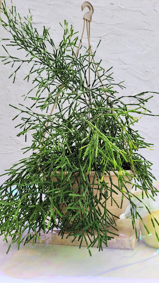 Rhipsalis Indoor Hanging Plant - Lime Tree Bower