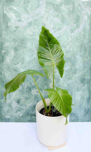 Alocasia-Indoor-Pot-Plant-200mm