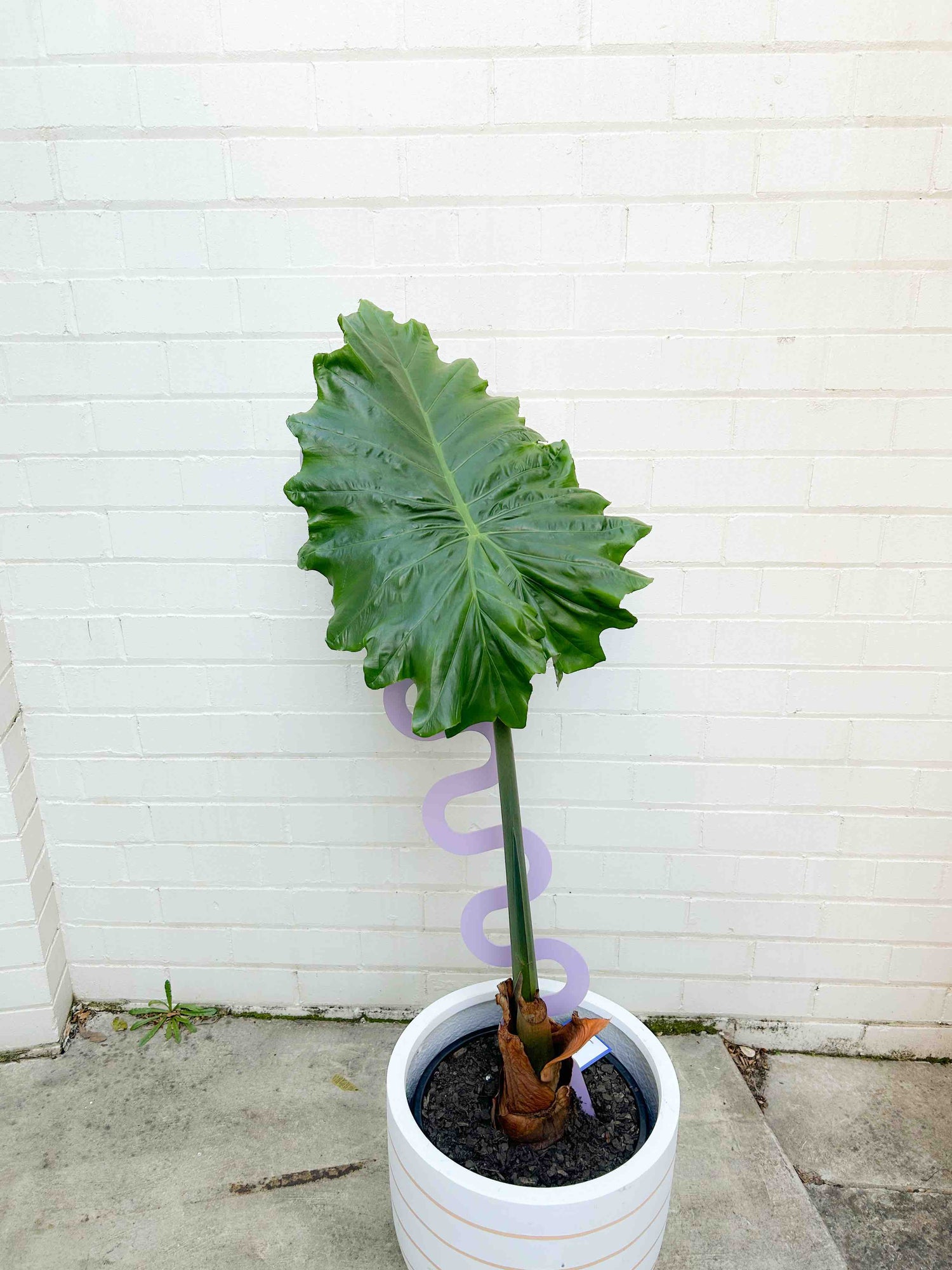 Alocasia-Portadora-Elephant-Ears-Indoor-Pot-Plant