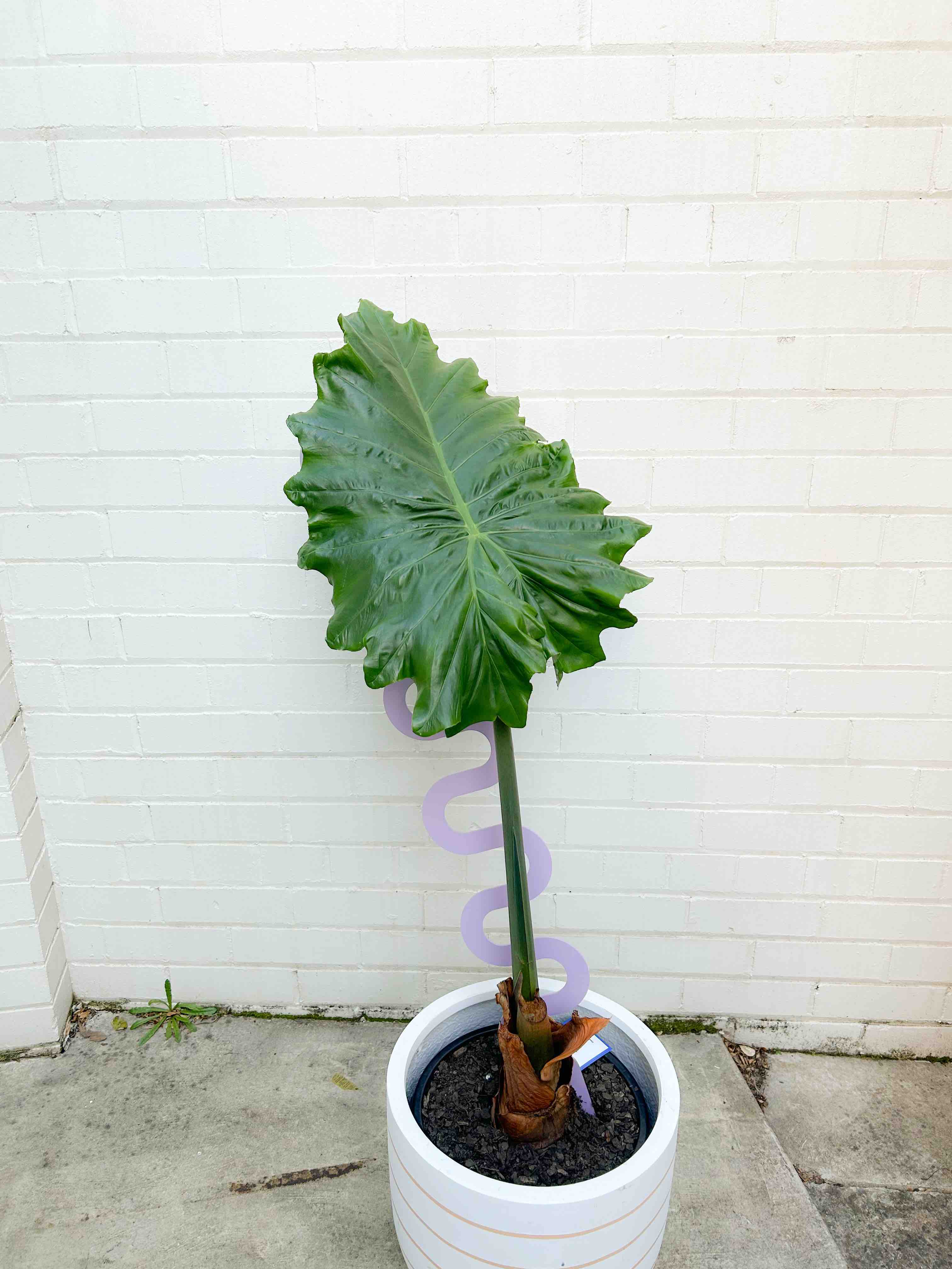 Alocasia-Portadora-Elephant-Ears-Indoor-Pot-Plant