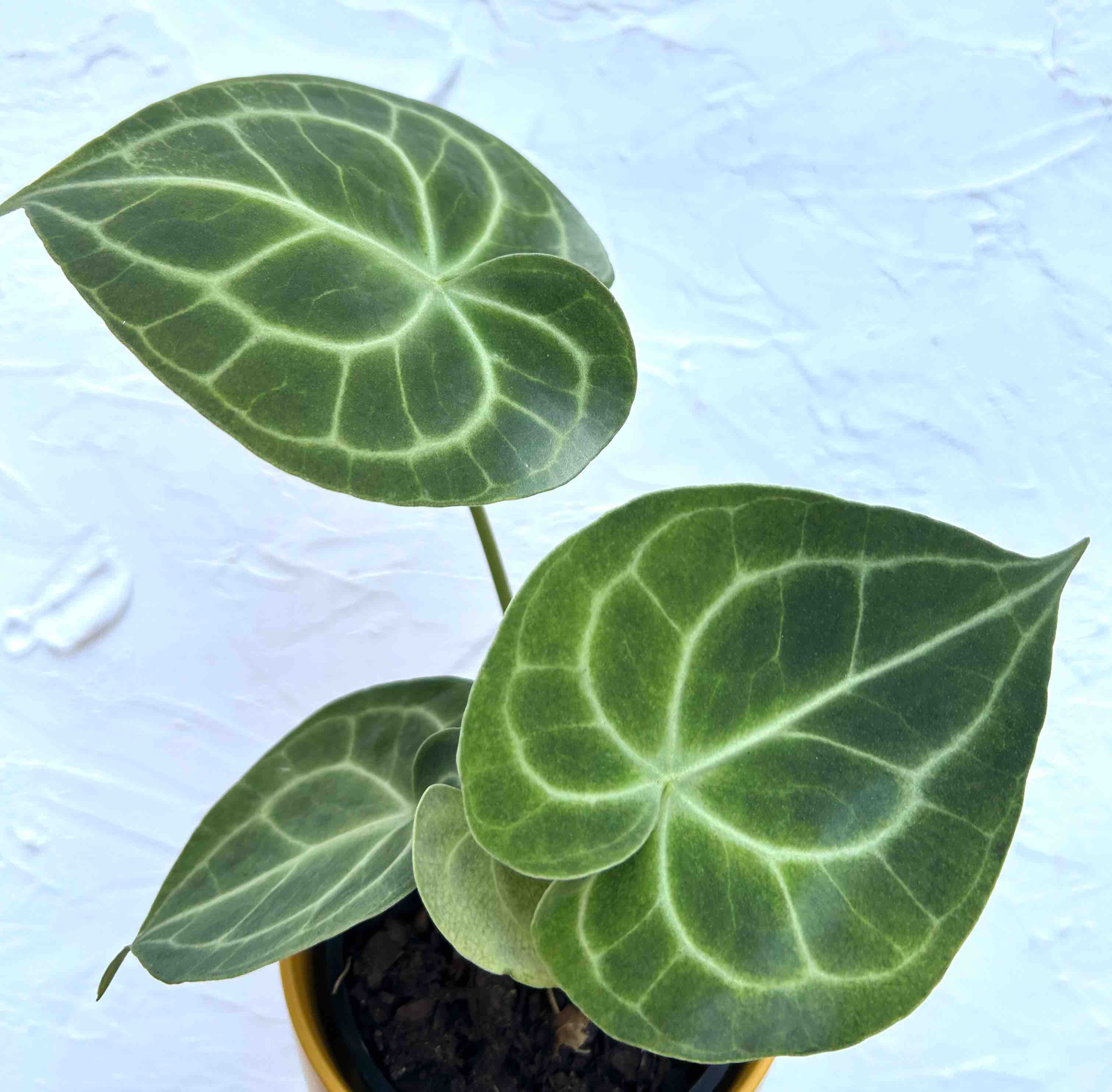 Anthurium Plant