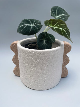 Adley Ceramic Pot - Lime Tree Bower