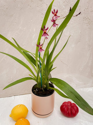 Oncidium Orchid Pot Plant - Lime Tree Bower
