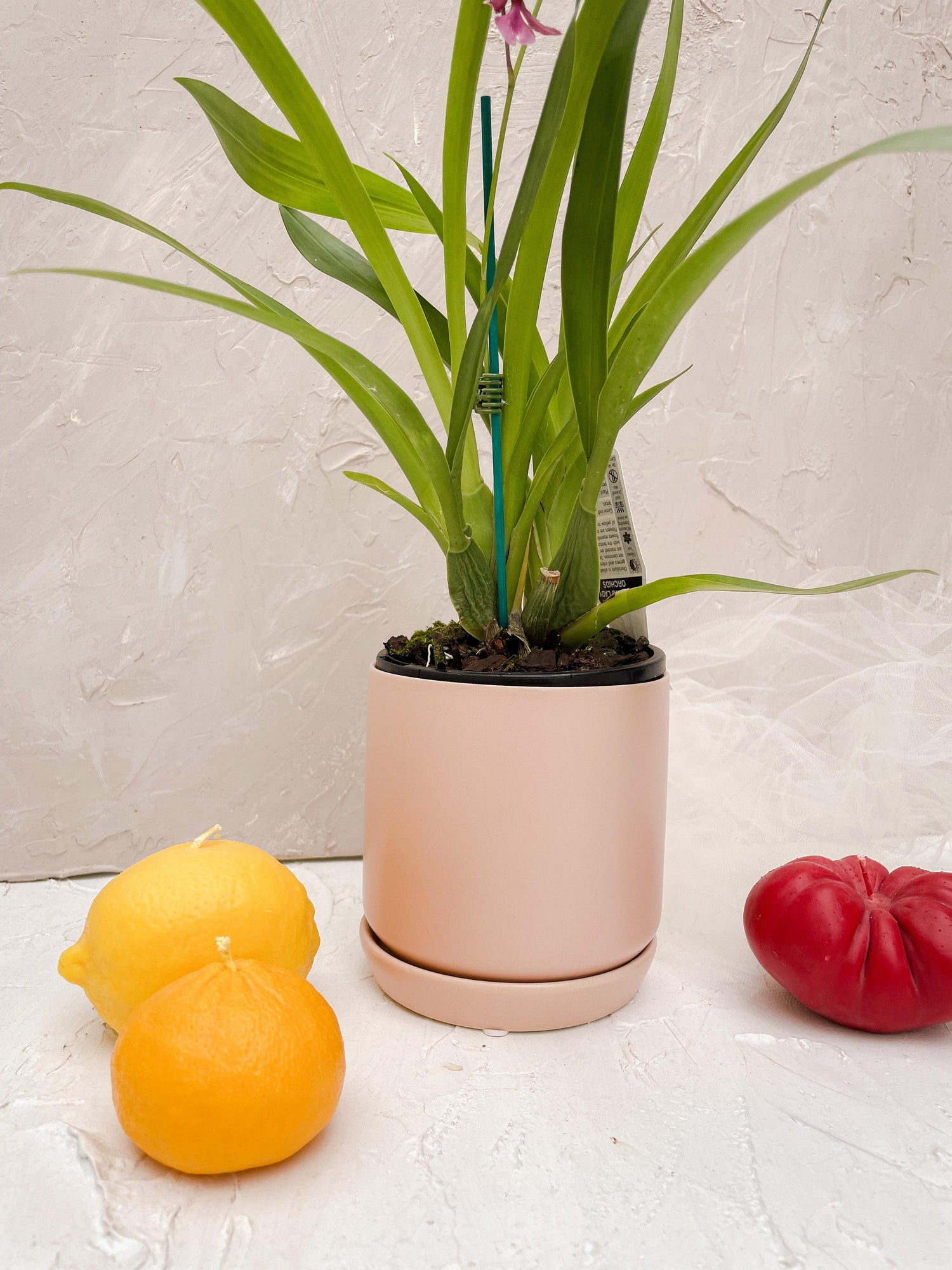 Oslo Small Planter Pot - Lime Tree Bower