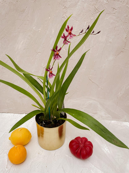 Oncidium Orchid Pot Plant - Lime Tree Bower