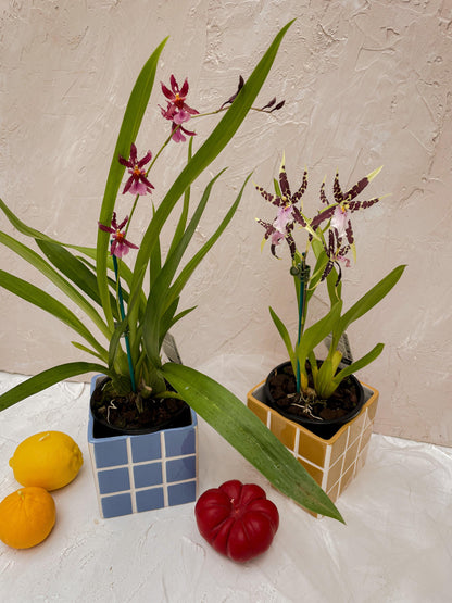 Oncidium Orchid Pot Plant - Lime Tree Bower