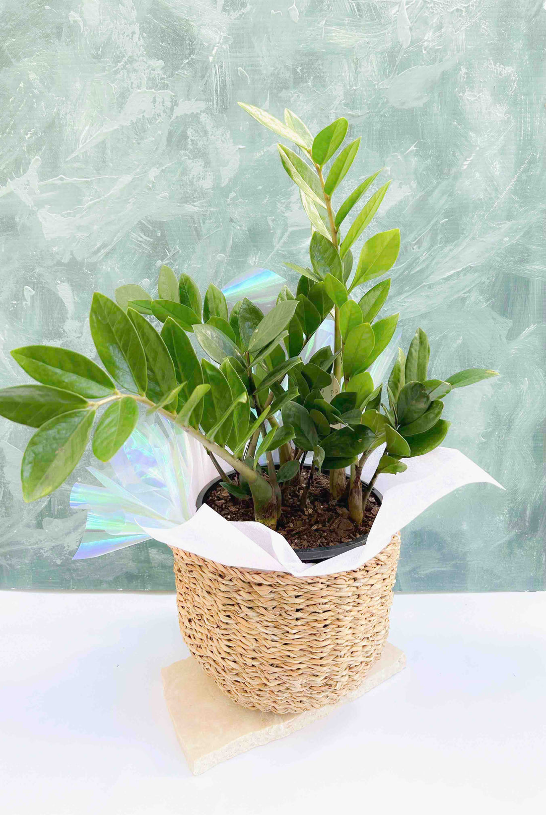 Zanzibar-Gem-Indoor-Pot-Plant