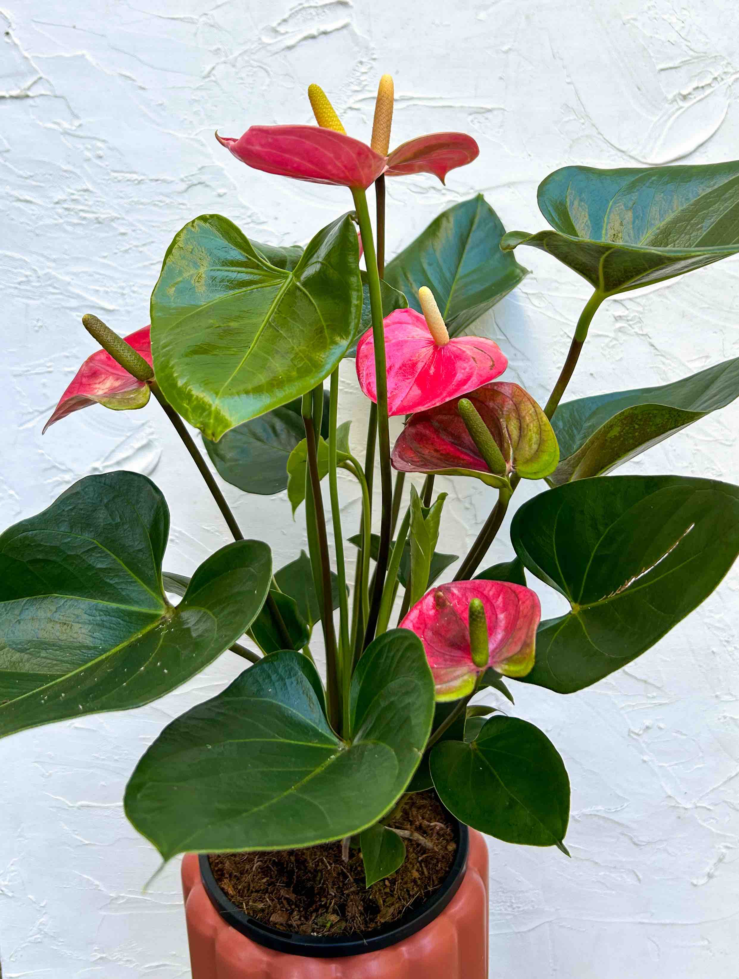 Anthurium Plant