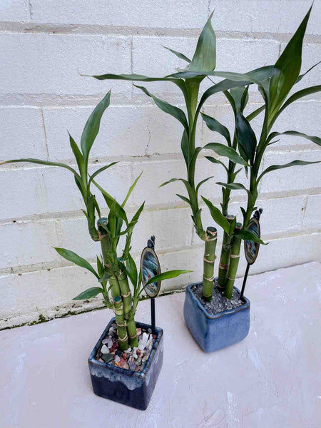 lucky bamboo sydney Lucky Bamboo Plant Gift