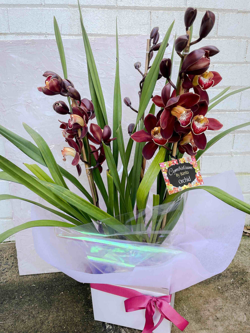 burgundy cymbidium orchid gift delivery