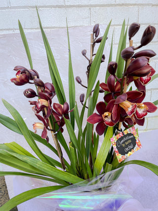 Cymbidium Orchid Plant - Lime Tree Bower