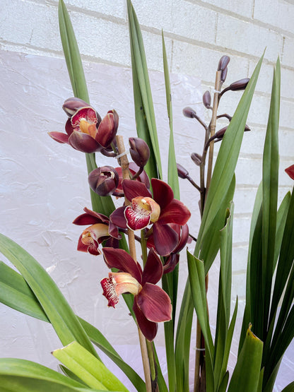 Cymbidium Orchid Plant - Lime Tree Bower