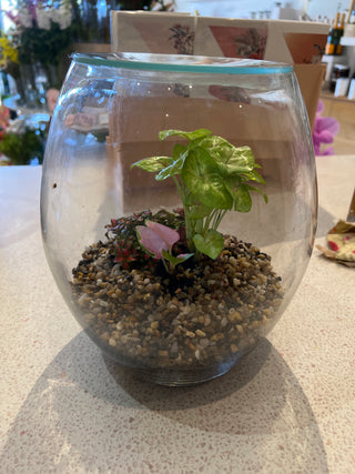 Large Terrarium by Forest Life