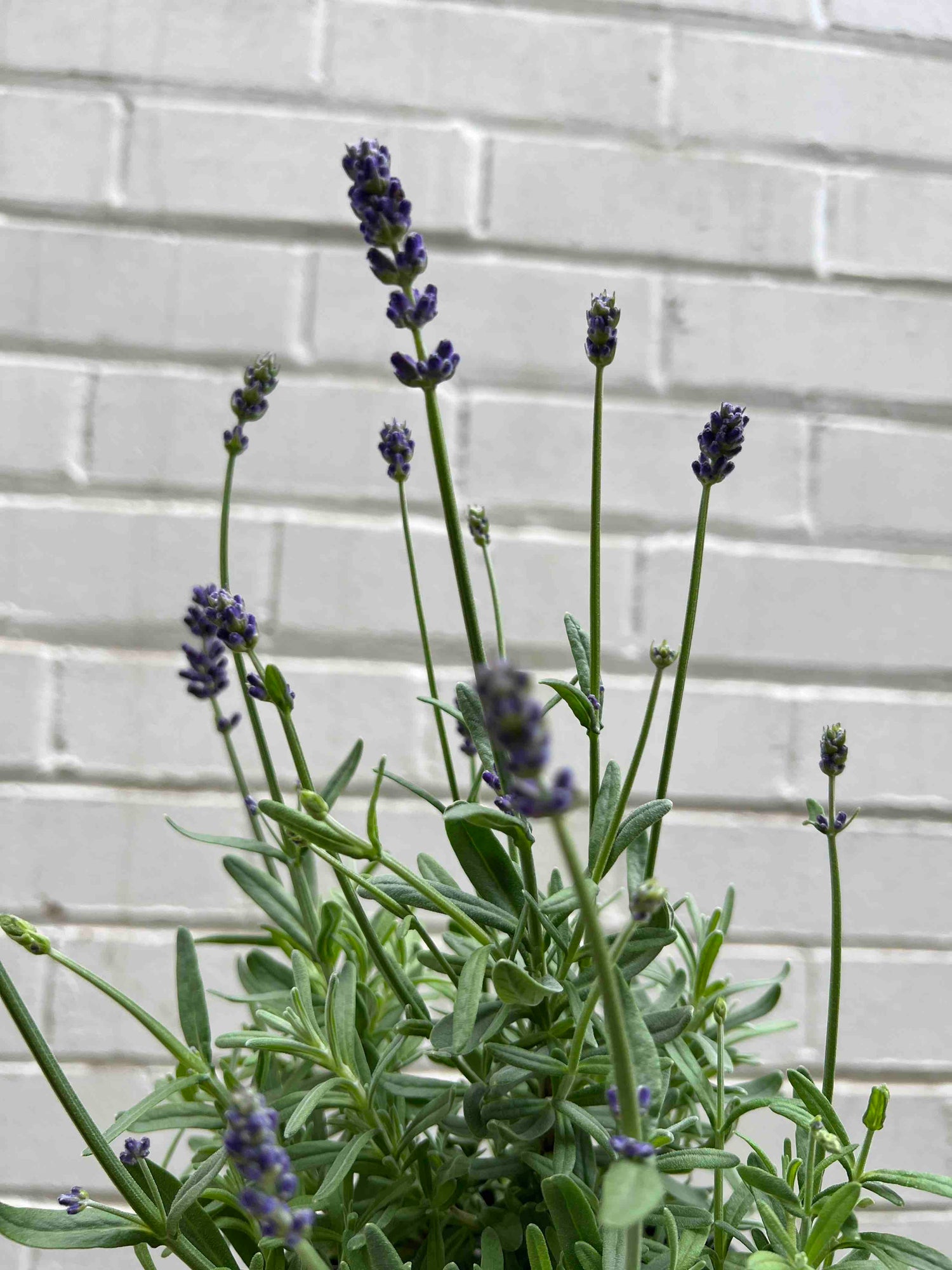 Lavender Potted Plant