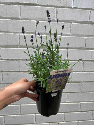 Lavender Potted Plant
