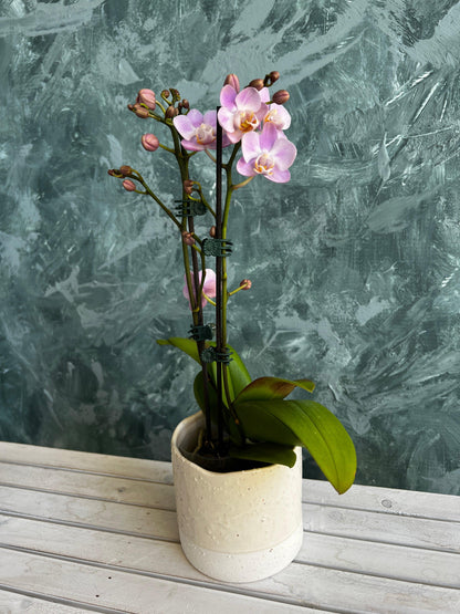 Neutral Ceramic Planter Pot - Lime Tree Bower